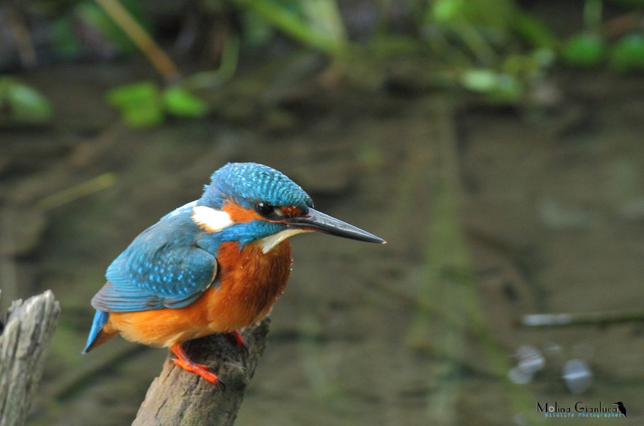 Il Martin Pescatore della Palude Brabbia